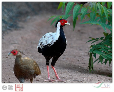 Silver Pheasant pair 03.jpg